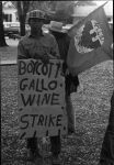 (3695) Gallo Boycott, demonstrator